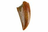 Serrated, Raptor Tooth - Real Dinosaur Tooth #144652-1